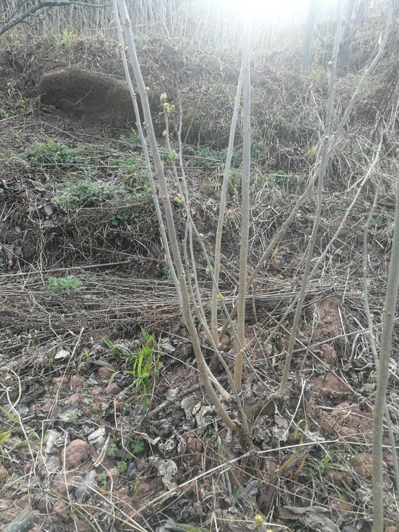 桑树苗4年的，嫁接好的