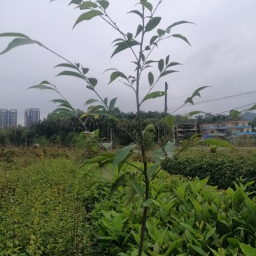 米椎
