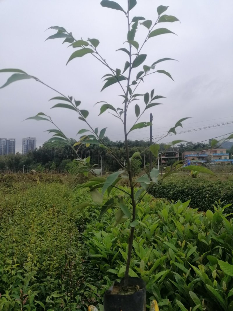 米椎