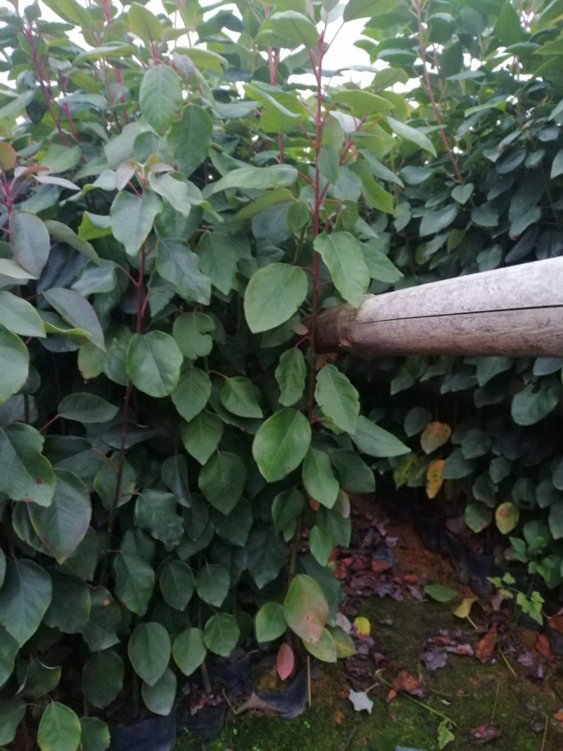 红花荷