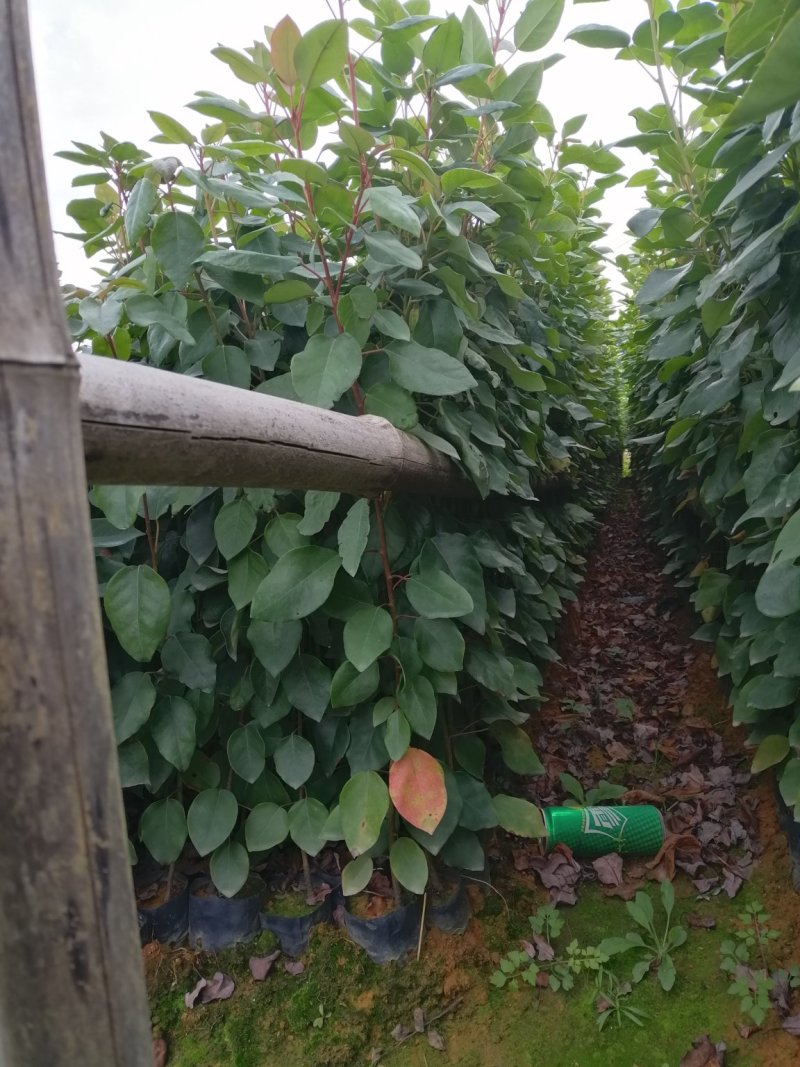 红花荷