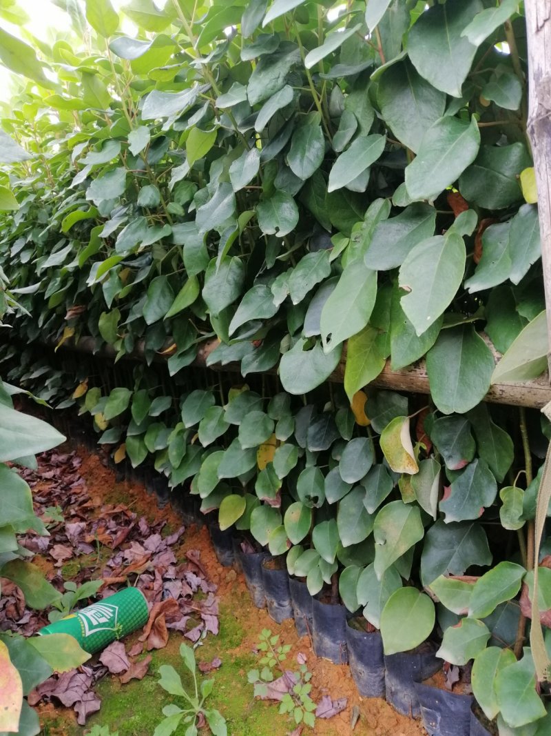 红花荷