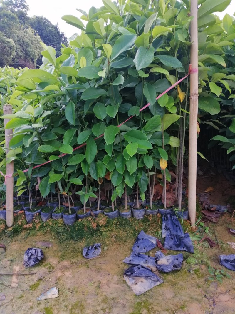 火力楠