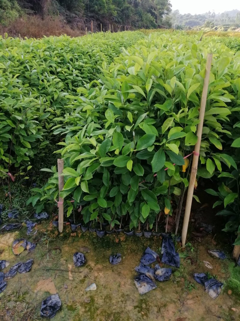 火力楠