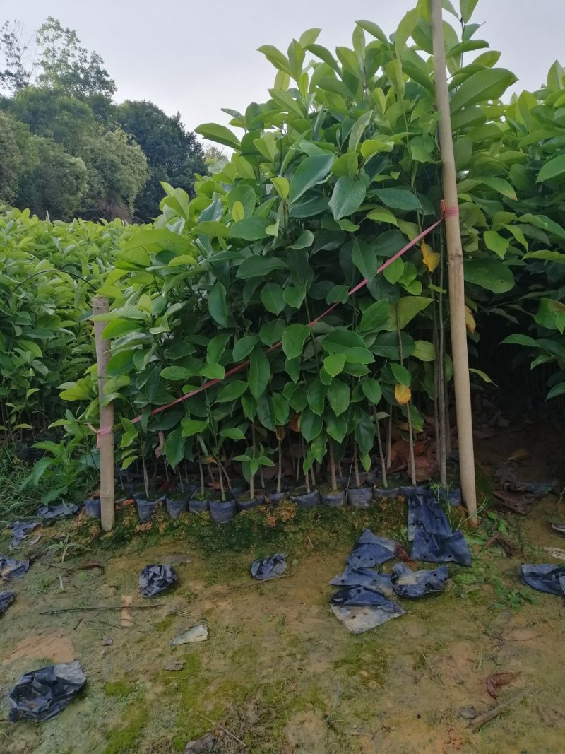 火力楠