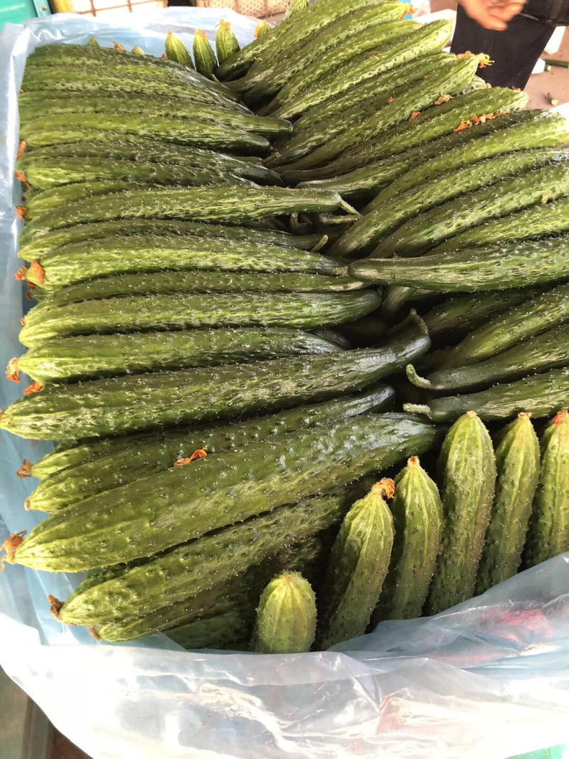 黑亮黄瓜，兰陵黄瓜，电商超市直供单位，公司常年供应