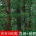 新采一级杉木种子杉术种籽红心杉速生云南杉木刺杉苗木树种子