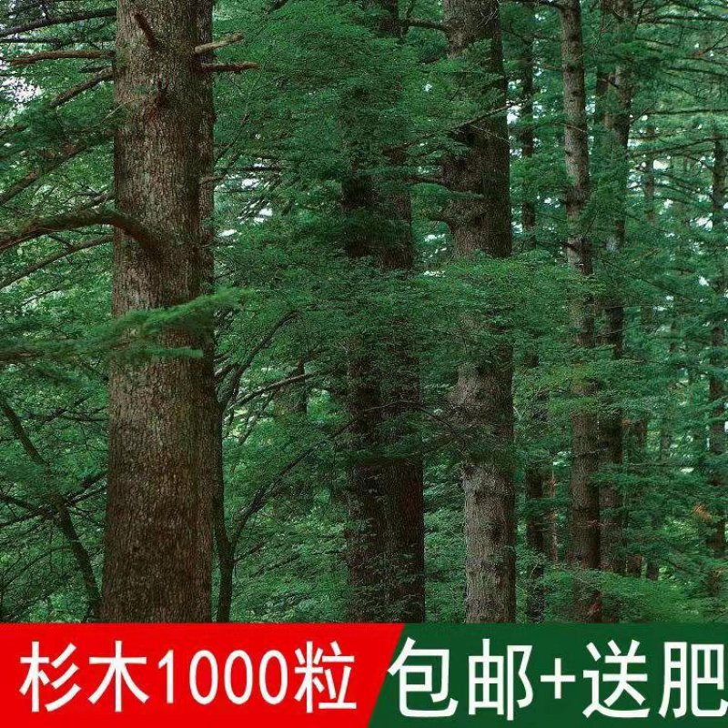 新采一级杉木种子杉术种籽红心杉速生云南杉木刺杉苗木树种子