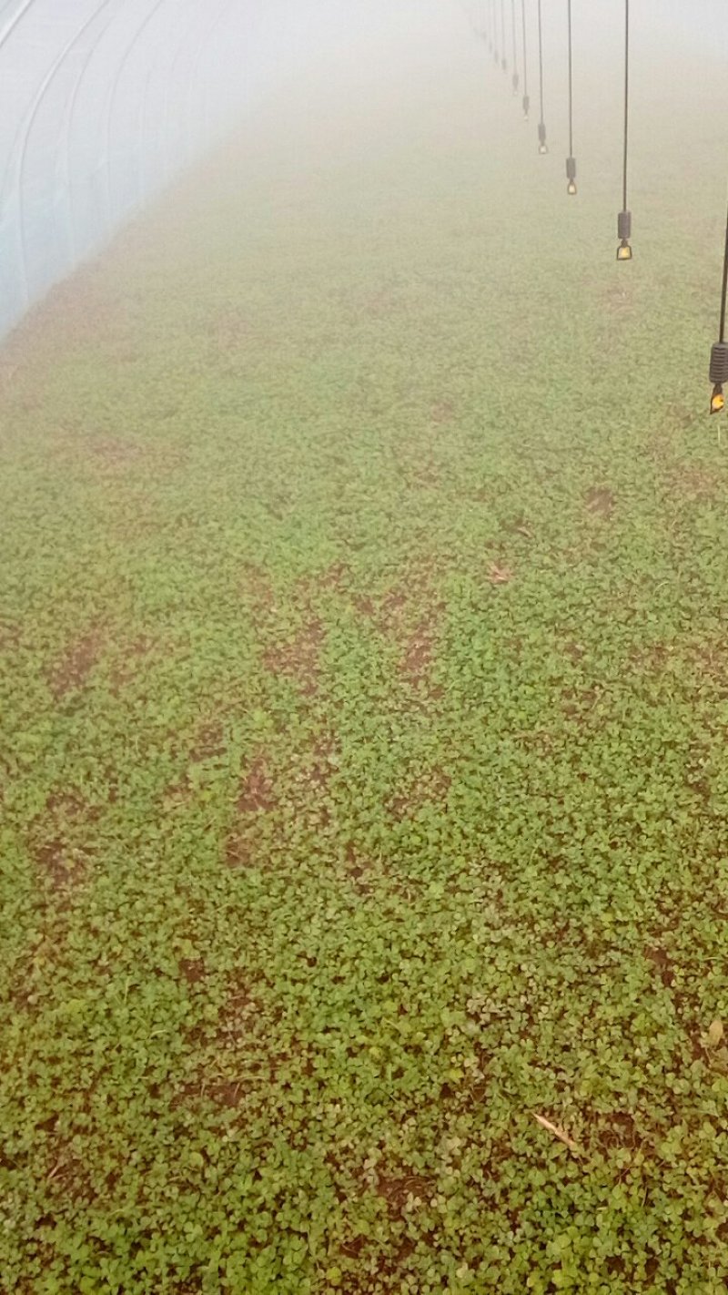 自己种的金花菜