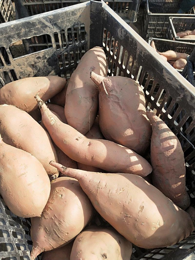 河北龙九龙薯9号大量上市产地直供保证质量发往全