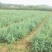雪松苗,雪松树苗白皮松苗雪松树苗雪松小苗行道绿