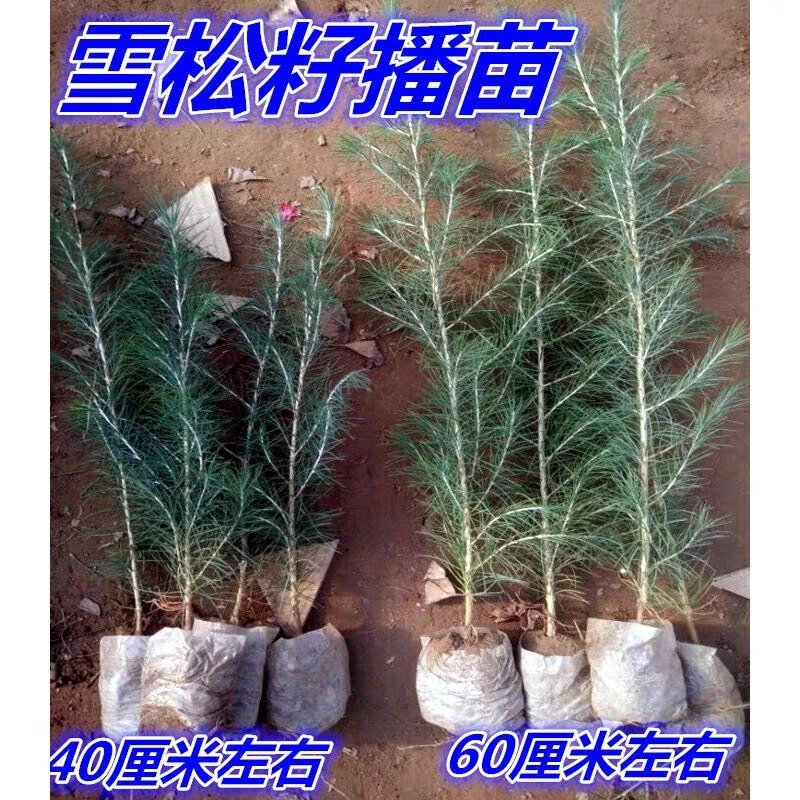 雪松苗，雪松树苗白皮松苗雪松树苗雪松小苗行道绿