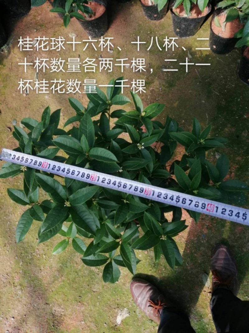 桂花