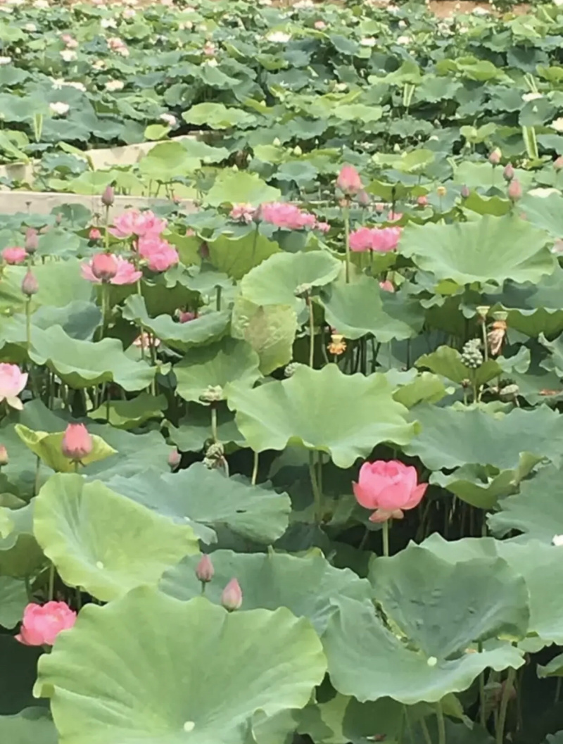 一手货源.多色水生睡莲.盆栽睡莲