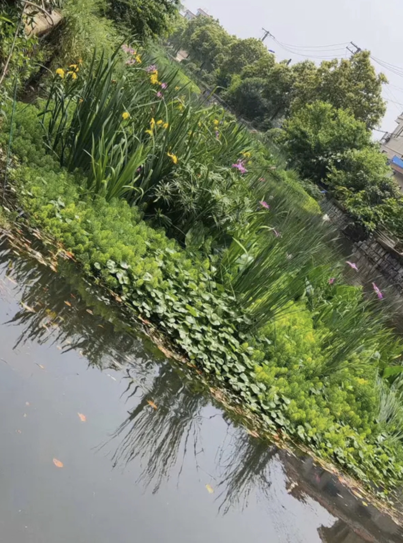 人工生态浮岛园林绿化