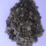 串叶松香草多年生牧草产量高，叶量丰富，耐旱性好