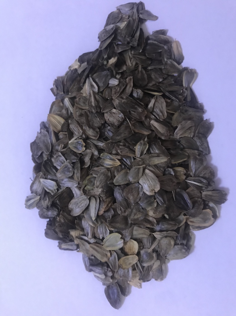 串叶松香草多年生牧草产量高，叶量丰富，耐旱性好
