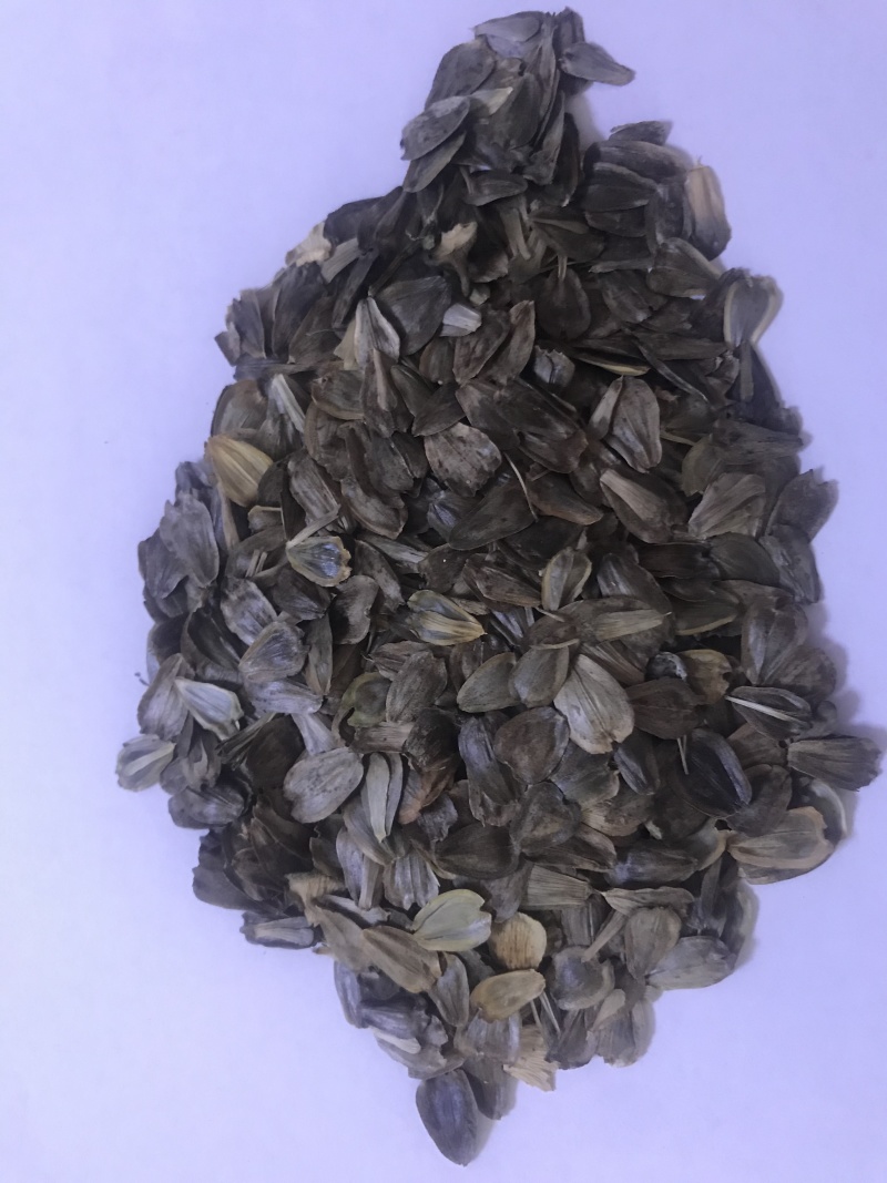 串叶松香草多年生牧草产量高，叶量丰富，耐旱性好