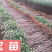 辽宁冰糖心苹果树苗嫁接成品苗口感脆甜品种纯正