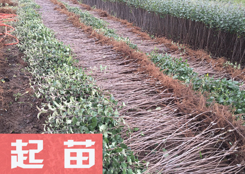 辽宁冰糖心苹果树苗嫁接成品苗口感脆甜品种纯正