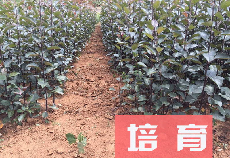 辽宁冰糖心苹果树苗嫁接成品苗口感脆甜品种纯正