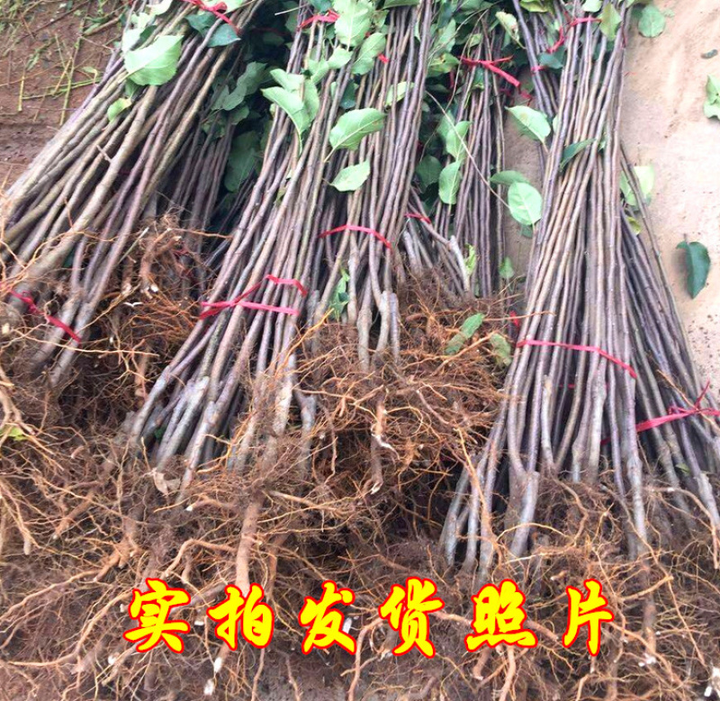 辽宁冰糖心苹果树苗嫁接成品苗口感脆甜品种纯正