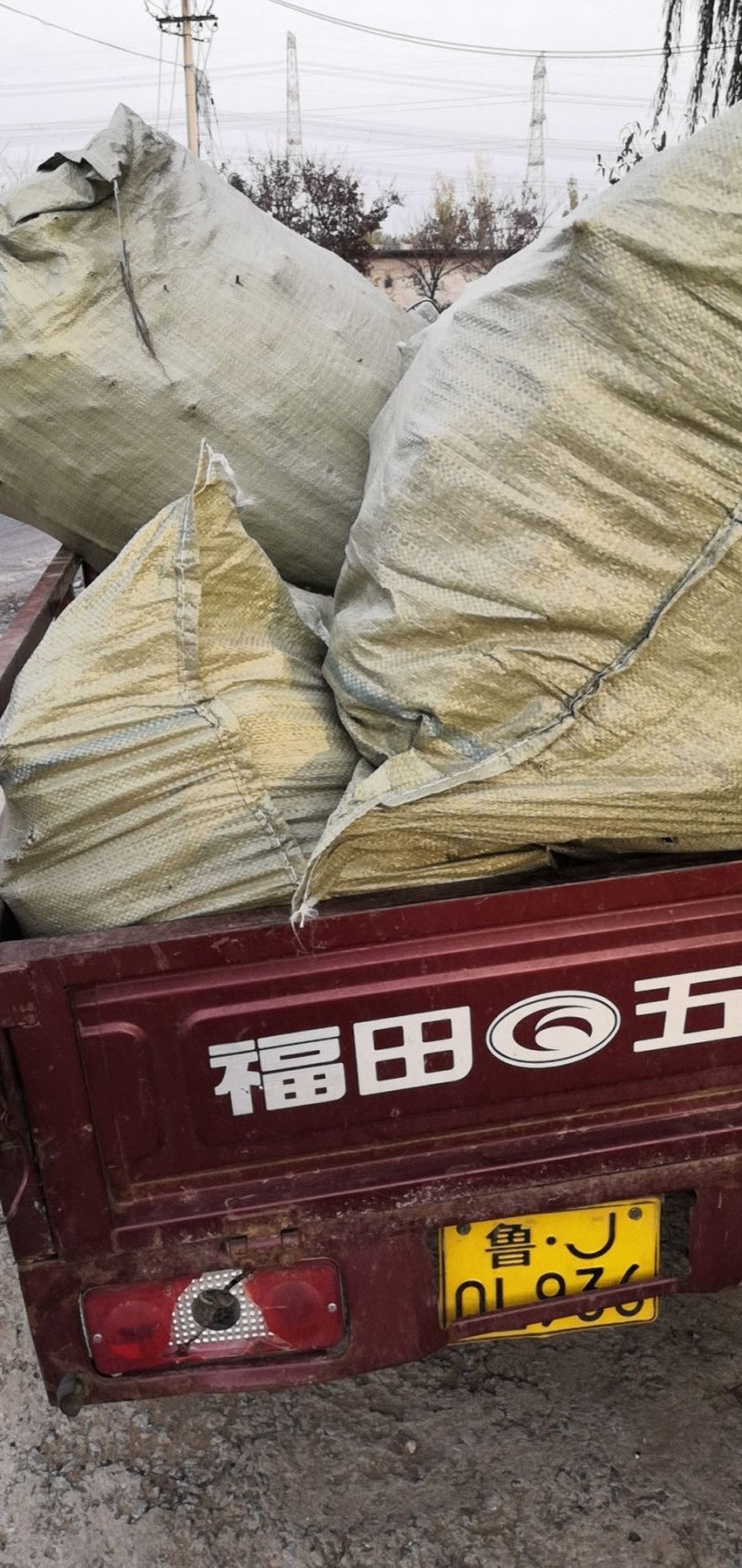 1.5公分2公分3公分甜红子山楂苗甜山楂树苗