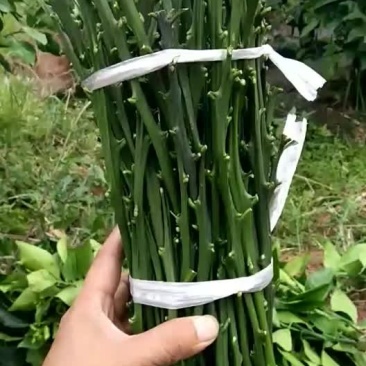 红美人枝条，优质红美人柑橘枝条，货源充足