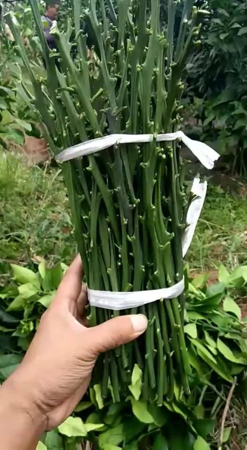 红美人枝条，优质红美人柑橘枝条，货源充足