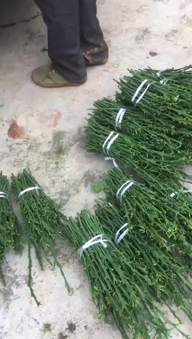 红美人枝条，优质红美人柑橘枝条，货源充足