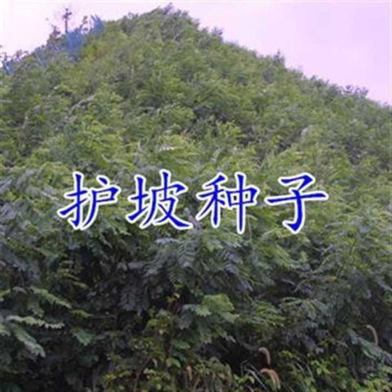 新采猪屎豆种子太阳麻种子椭圆叶猪屎豆三圆叶猪屎豆护坡