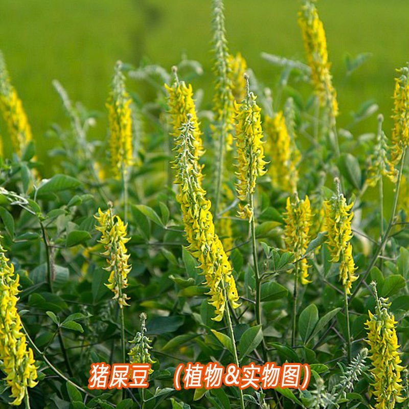 新采猪屎豆种子太阳麻种子椭圆叶猪屎豆三圆叶猪屎豆护坡