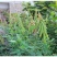 新采猪屎豆种子太阳麻种子椭圆叶猪屎豆三圆叶猪屎豆护坡