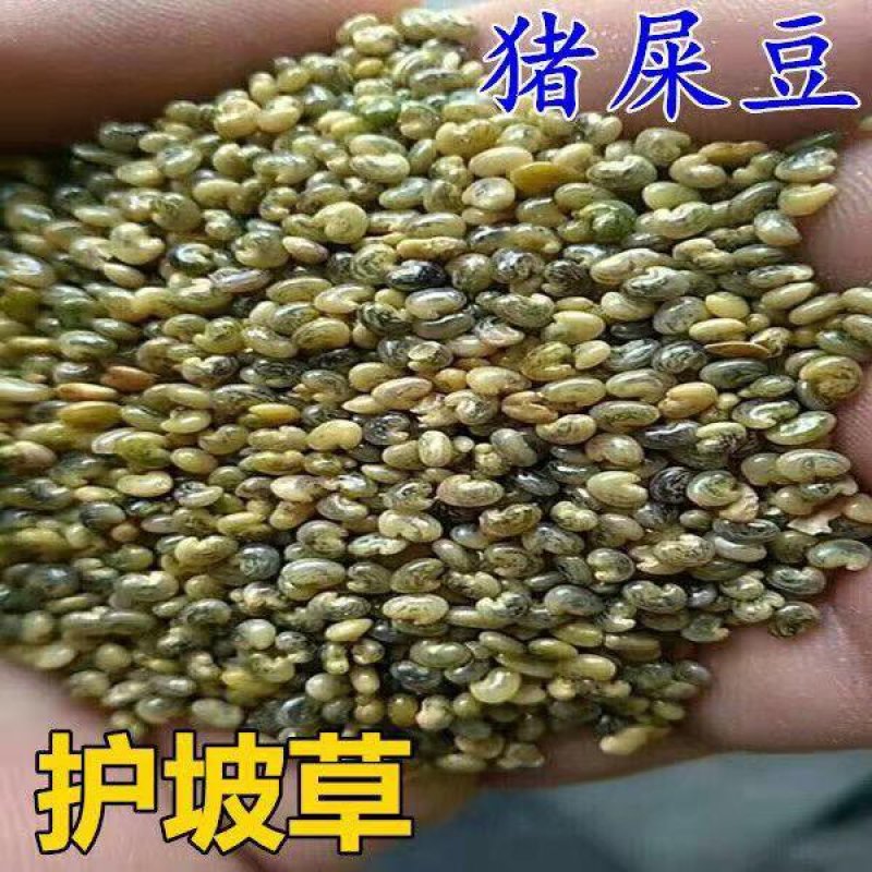 新采猪屎豆种子太阳麻种子椭圆叶猪屎豆三圆叶猪屎豆护坡