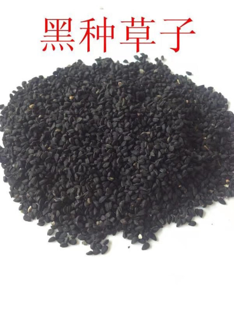 黑种草种子混色香草波斯宝石黑子草阳台盆栽观花种子
