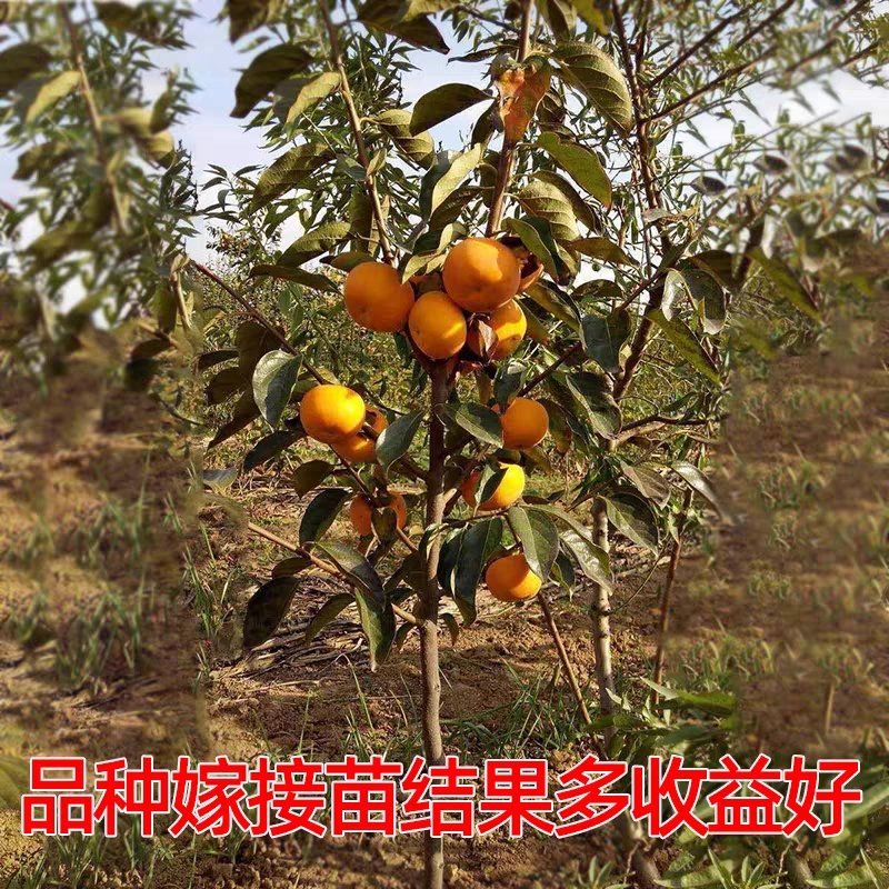 柿子树苗，果实红润，可口香甜，品种纯正，全国包邮。