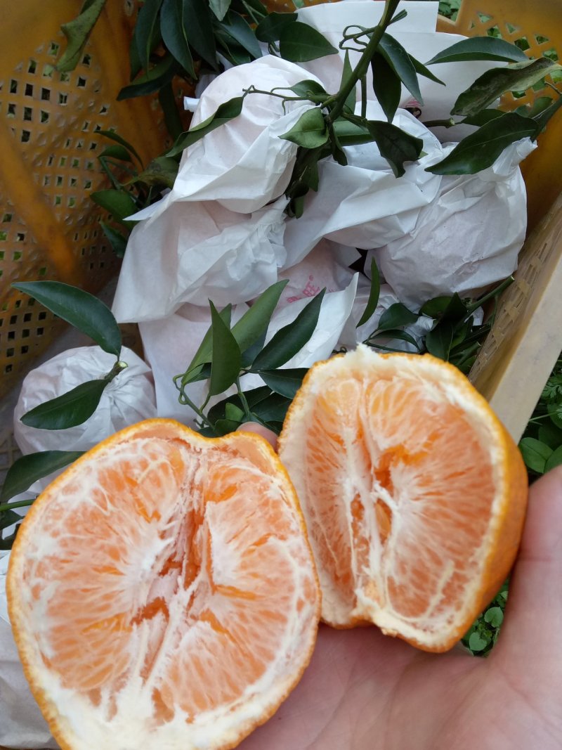 春见耙耙柑高山货口感非常好超甜如蜜果大亮