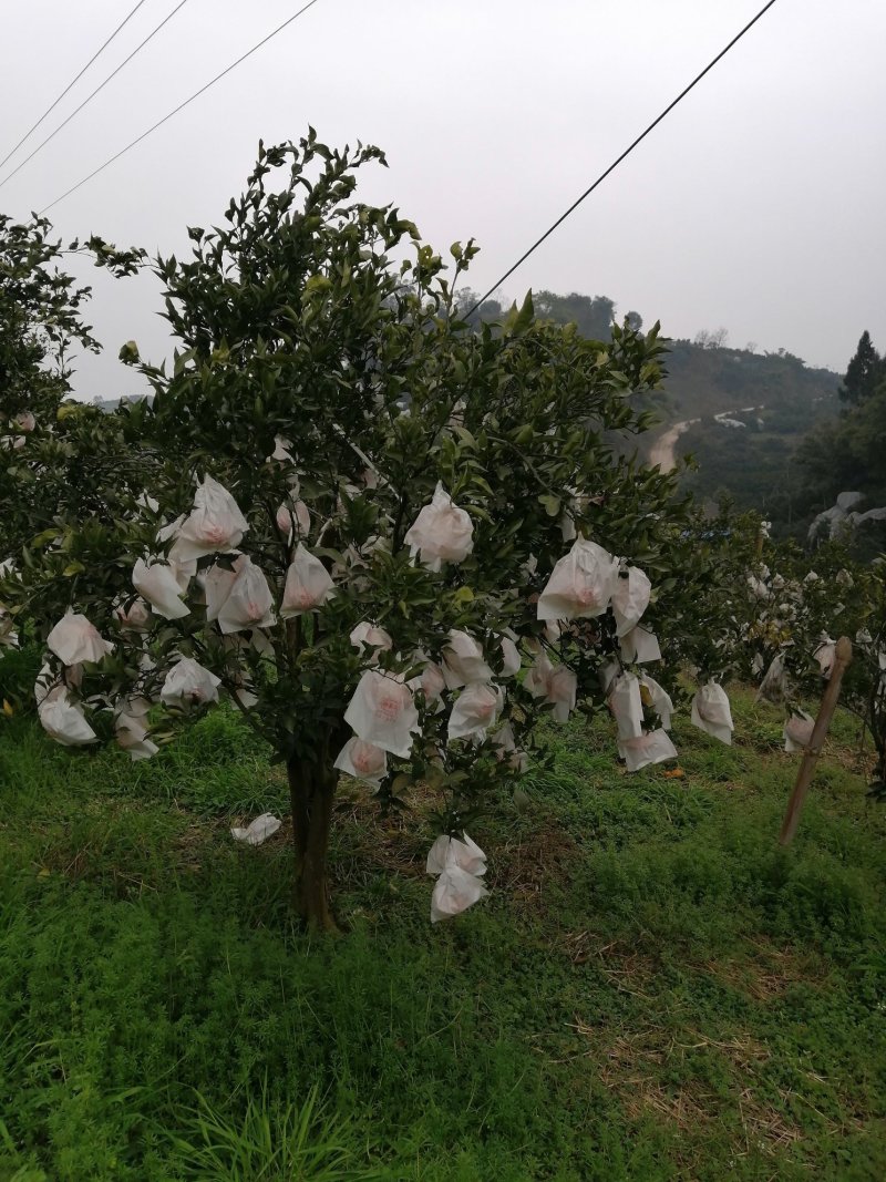 春见耙耙柑高山货口感非常好超甜如蜜果大亮