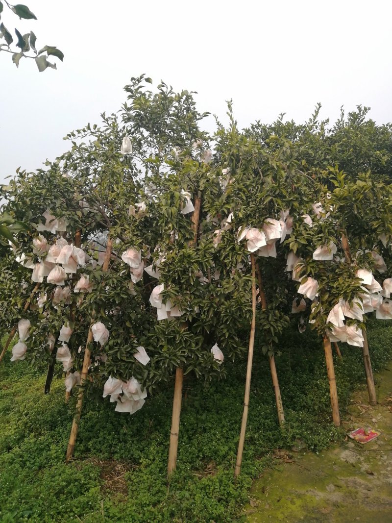 春见耙耙柑高山货口感非常好超甜如蜜果大亮