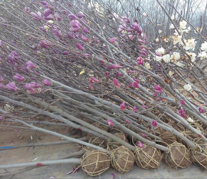 玉兰苗,紫玉兰树苗，红玉兰白玉兰黄玉兰广玉兰庭院玉兰树苗