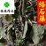 络石藤统货干净无杂质供应大货看规格下单