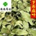 罗布麻罗布麻叶新货颜色好货干供应各种中药材