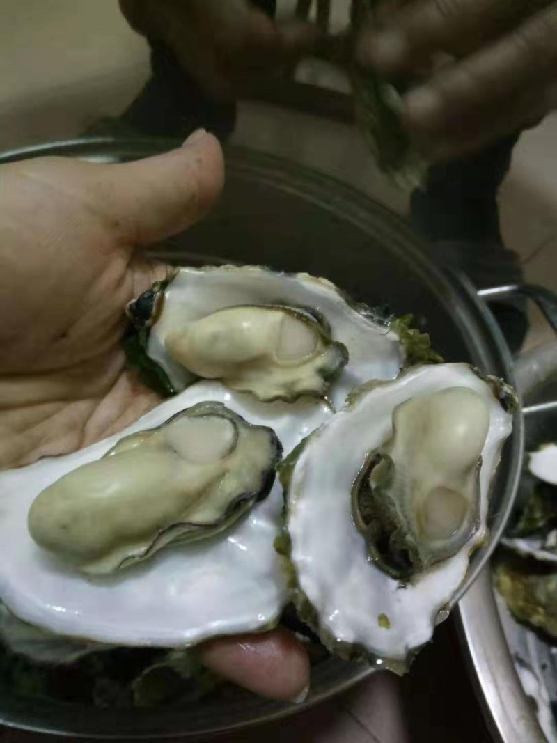生蚝