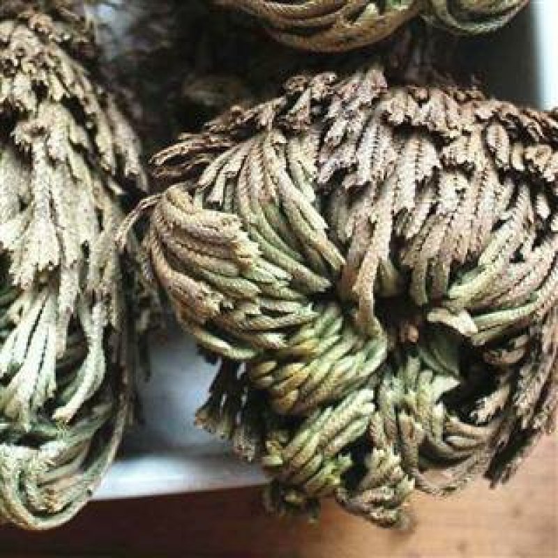卷柏九死还魂草不死草统货供应各种中药材