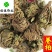 卷柏九死还魂草不死草统货供应各种中药材