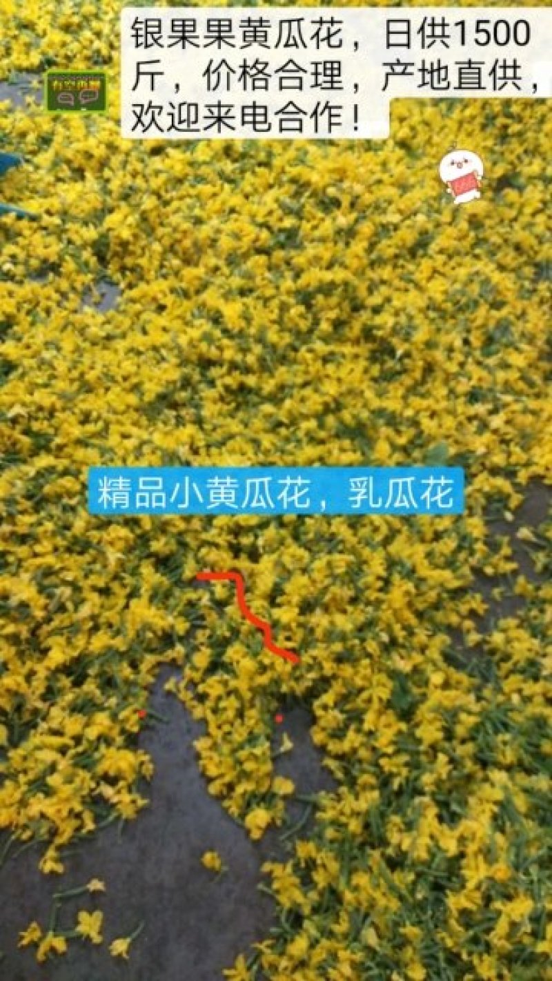 精品青瓜花，乳瓜花，小黄瓜花，