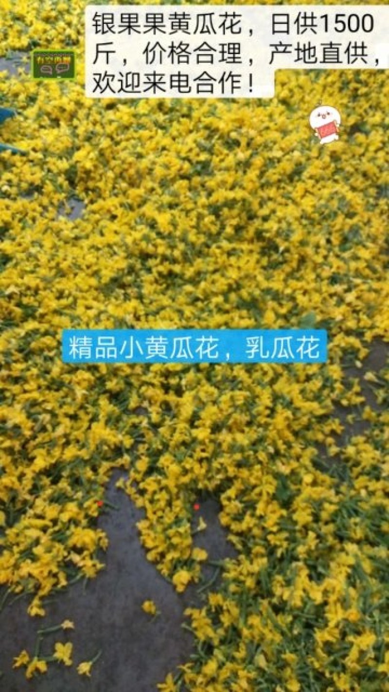 精品青瓜花，乳瓜花，小黄瓜花，