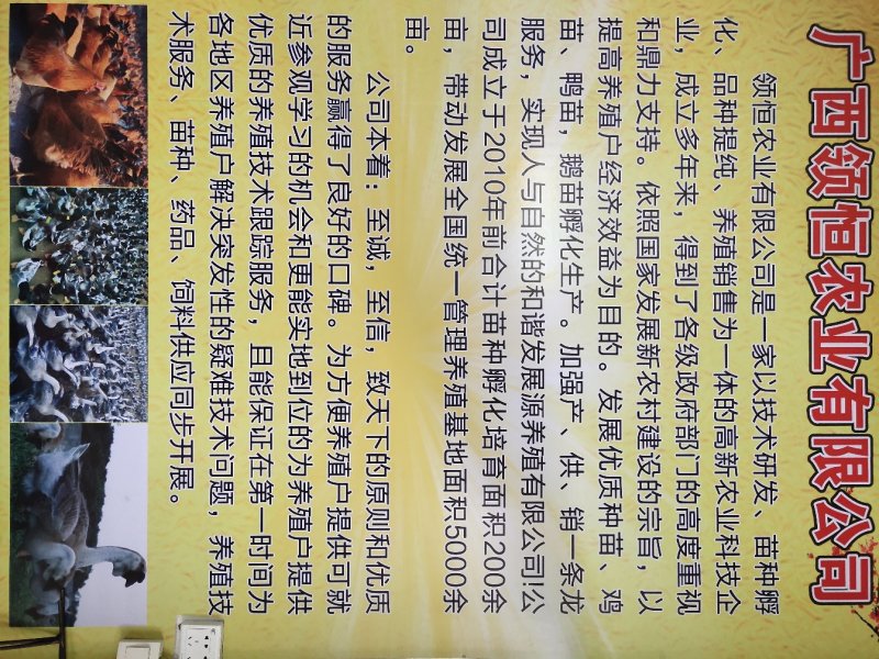 番鸭苗火鸭苗洋鸭苗【提供产、供、销一条龙服务】