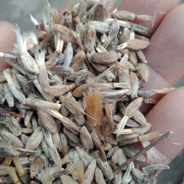 改良白术籽