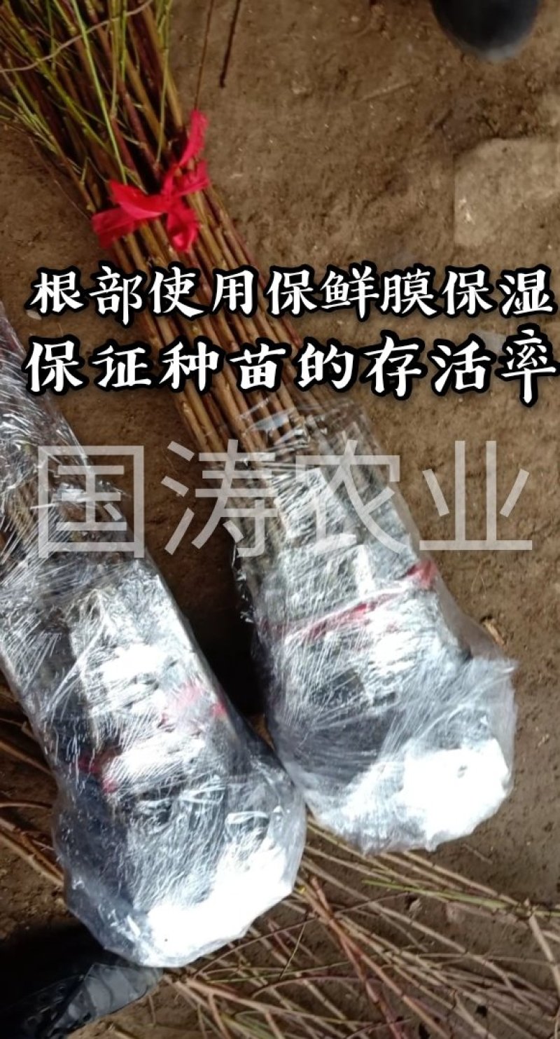 【火爆】中华桃王树苗5月中旬成熟大果800克甜掉牙